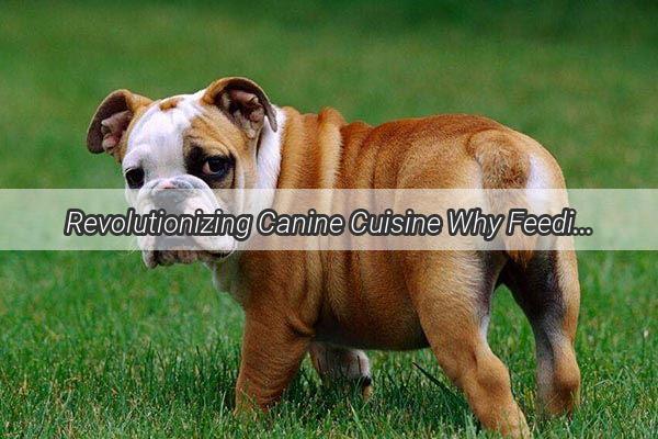 Revolutionizing Canine Cuisine Why Feeding Your Dog Raw Meat is the New Trend